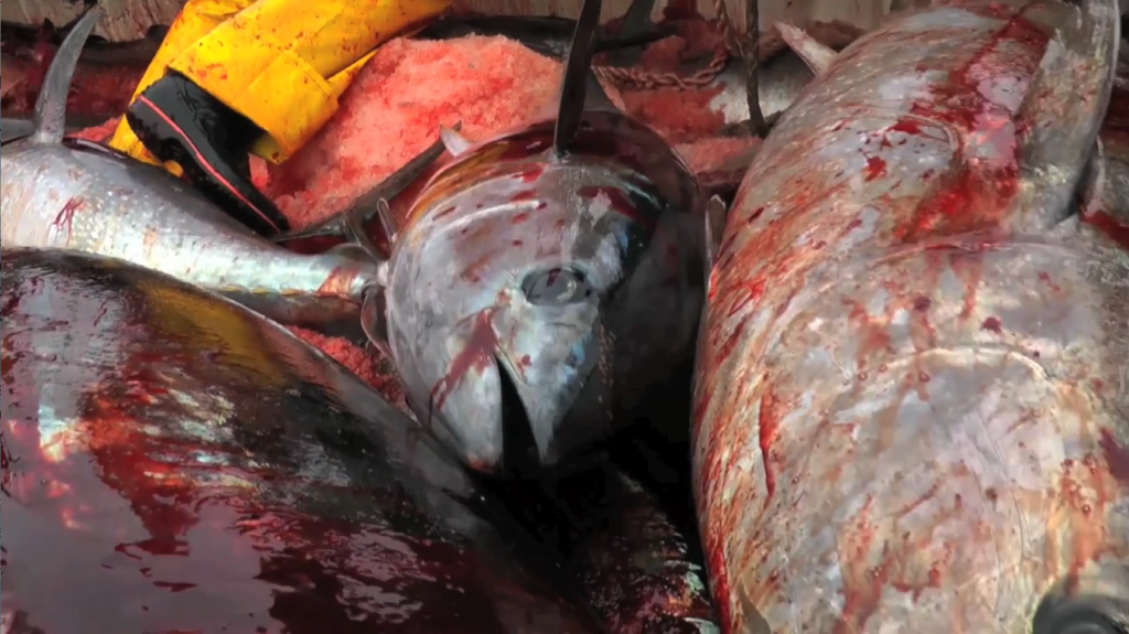 biglietto ingresso foto 1