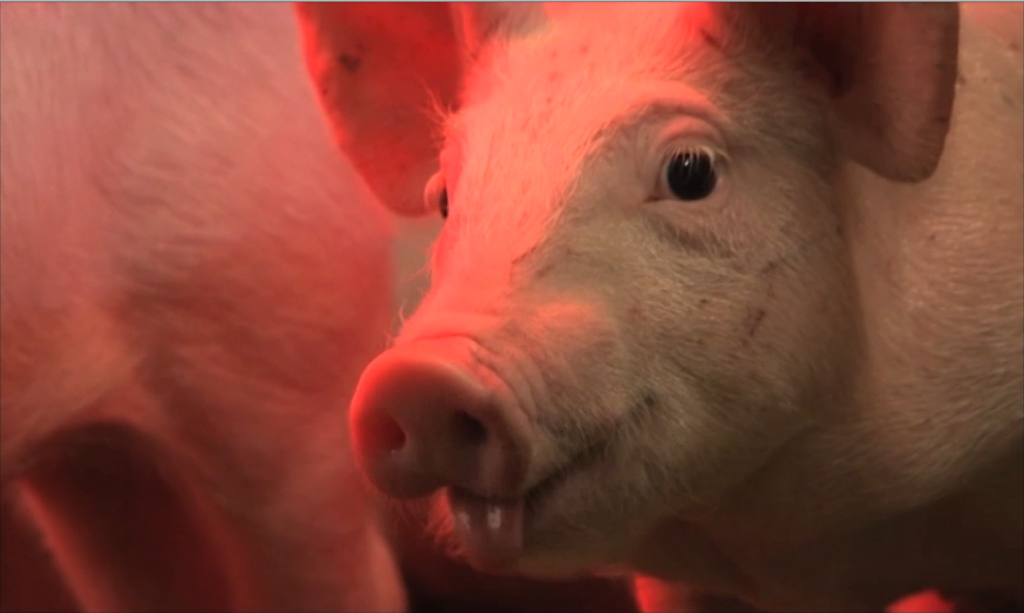 biglietto ingresso foto2