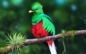 quetzal