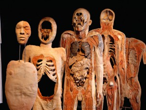 Real Bodies Bodyworlds_13_120_xs Gunther von HagensÕ Bodyworlds exhibit. Body Worlds is a traveling exhibit of real, plastinated human bodies and body parts. Von Hagens invented plastination as a way to preserve body tissue and is the creator of the Body Worlds exhibits.