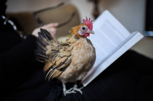 Nina, la gallina da compagnia